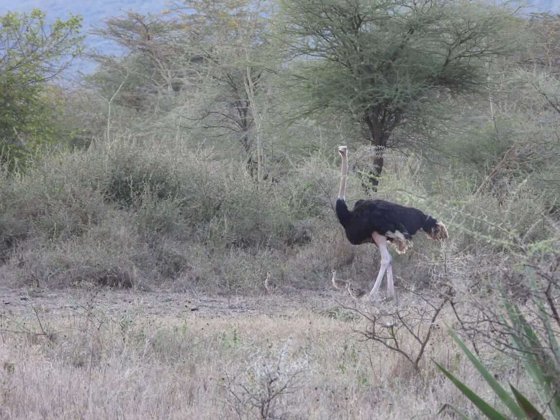 Ostrich in the Savanna